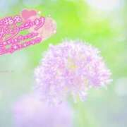 ヒメ日記 2026/03/30 08:09 投稿 べにお 熟女の風俗最終章 仙台店