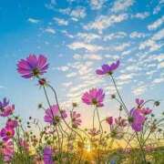 ヒメ日記 2025/09/20 14:03 投稿 瀬川 熟女の風俗最終章　鶯谷店