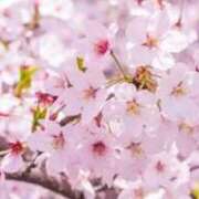 ヒメ日記 2026/04/04 09:14 投稿 瀬川 熟女の風俗最終章　鶯谷店