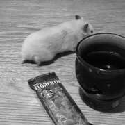 ヒメ日記 2026/03/18 22:21 投稿 若宮月 セレブショップ新宿（東京ハレ系）