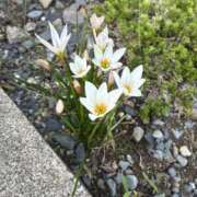 ヒメ日記 2025/10/16 20:58 投稿 あみ チューリップ土浦店