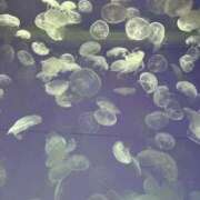 ヒメ日記 2025/10/25 19:08 投稿 あみ チューリップ土浦店