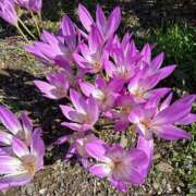 ヒメ日記 2025/11/03 06:28 投稿 あみ チューリップ土浦店