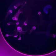 ヒメ日記 2025/11/04 18:58 投稿 あみ チューリップ土浦店