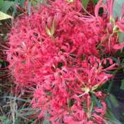 ヒメ日記 2025/09/23 16:15 投稿 ななお 奥鉄オクテツ神奈川店（デリヘル市場グループ）