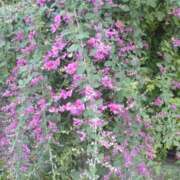 ヒメ日記 2025/09/27 07:45 投稿 ななお 奥鉄オクテツ神奈川店（デリヘル市場グループ）