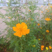 ヒメ日記 2025/10/02 23:55 投稿 ななお 奥鉄オクテツ神奈川店（デリヘル市場グループ）