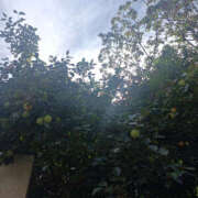 ヒメ日記 2025/10/06 06:10 投稿 ななお 奥鉄オクテツ神奈川店（デリヘル市場グループ）