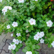 ヒメ日記 2025/10/14 06:20 投稿 ななお 奥鉄オクテツ神奈川店（デリヘル市場グループ）