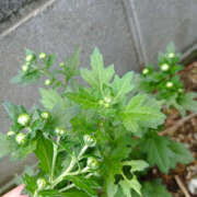 ヒメ日記 2025/10/17 13:50 投稿 ななお 奥鉄オクテツ神奈川店（デリヘル市場グループ）