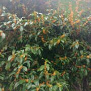 ヒメ日記 2025/10/20 15:35 投稿 ななお 奥鉄オクテツ神奈川店（デリヘル市場グループ）