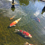 ヒメ日記 2025/11/03 12:40 投稿 ななお 奥鉄オクテツ神奈川店（デリヘル市場グループ）