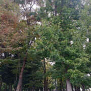 ヒメ日記 2025/11/05 14:25 投稿 ななお 奥鉄オクテツ神奈川店（デリヘル市場グループ）