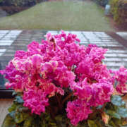 ヒメ日記 2025/12/26 05:25 投稿 ななお 奥鉄オクテツ神奈川店（デリヘル市場グループ）