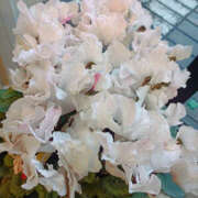 ヒメ日記 2025/12/29 12:00 投稿 ななお 奥鉄オクテツ神奈川店（デリヘル市場グループ）