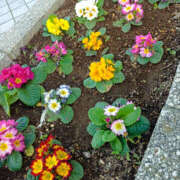 ヒメ日記 2025/12/31 12:10 投稿 ななお 奥鉄オクテツ神奈川店（デリヘル市場グループ）