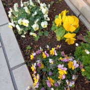 ヒメ日記 2026/01/17 08:05 投稿 ななお 奥鉄オクテツ神奈川店（デリヘル市場グループ）