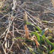 ななお 先程… 奥鉄オクテツ神奈川店（デリヘル市場グループ）