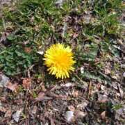 ななお 明日 奥鉄オクテツ神奈川店（デリヘル市場グループ）