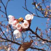 ヒメ日記 2026/03/01 07:55 投稿 ななお 奥鉄オクテツ神奈川店（デリヘル市場グループ）