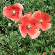 ななお 暑い☀ 奥鉄オクテツ神奈川店（デリヘル市場グループ）