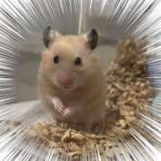 小畑みのり my little love 松戸人妻花壇