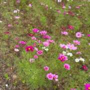 ヒメ日記 2025/11/26 20:36 投稿 さきほ 木更津人妻花壇