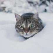 ヒメ日記 2025/12/18 12:19 投稿 キャビン カクテル(岡山)