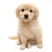 ヒメ日記 2026/01/11 11:30 投稿 みみ 素人妻達☆マイふぇらレディー