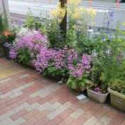 ヒメ日記 2026/03/06 13:48 投稿 みみ 素人妻達☆マイふぇらレディー