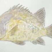 ヒメ日記 2026/01/09 17:01 投稿 りな(Rina) 出張メンズエステ RELAX【DIVAグループ】