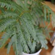 ヒメ日記 2026/01/24 17:03 投稿 りな(Rina) 出張メンズエステ RELAX【DIVAグループ】