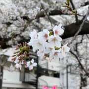 ヒメ日記 2026/04/06 19:33 投稿 りな(Rina) 出張メンズエステ RELAX【DIVAグループ】