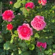 ヒメ日記 2025/09/27 12:48 投稿 七海杏奈 五十路マダムエクスプレス横浜店（カサブランカグループ）