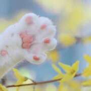 ヒメ日記 2026/04/13 21:18 投稿 あいか♡まさに最高峰 ラヴァーズ