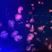 ヒメ日記 2025/09/29 12:55 投稿 さよ 奴隷コレクション梅田店