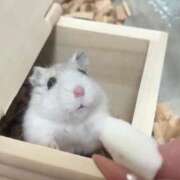 ヒメ日記 2026/02/26 18:19 投稿 おと ウルトラドリーム