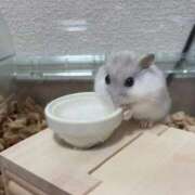 ヒメ日記 2026/03/01 12:19 投稿 おと ウルトラドリーム