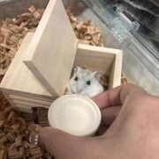 ヒメ日記 2026/03/03 06:49 投稿 おと ウルトラドリーム