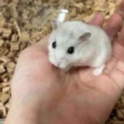 ヒメ日記 2026/03/04 05:49 投稿 おと ウルトラドリーム