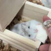 ヒメ日記 2026/03/05 07:09 投稿 おと ウルトラドリーム