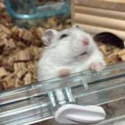 ヒメ日記 2026/03/31 21:49 投稿 おと ウルトラドリーム