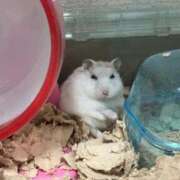 ヒメ日記 2026/04/03 10:19 投稿 おと ウルトラドリーム