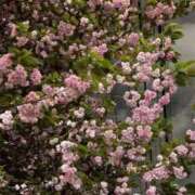 ヒメ日記 2026/04/16 17:09 投稿 おと ウルトラドリーム