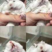 おと でぶ ウルトラドリーム