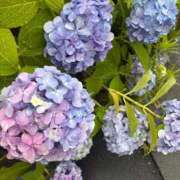 ヒメ日記 2026/06/26 07:59 投稿 おと ウルトラドリーム