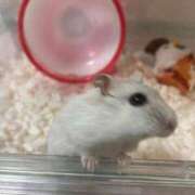 ヒメ日記 2026/07/16 10:19 投稿 おと ウルトラドリーム