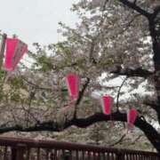 ヒメ日記 2026/04/07 01:32 投稿 丘咲あさ JKリフレ東京 秋葉原本店