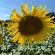 ヒメ日記 2025/10/04 12:24 投稿 高杉　なごみ 一夜妻　大阪ミナミ店