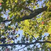 ヒメ日記 2025/10/23 19:50 投稿 長里美咲 五十路マダム愛されたい熟女たち 福山店(カサブランカグループ)